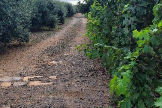La finca rústica a Riudoms de la que tothom parla. Vida rural i comoditat. 